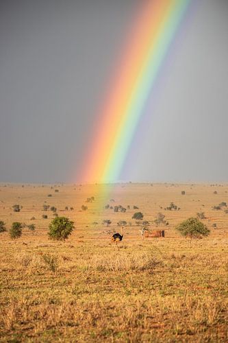 Regenboog in Afrika met boeket vogels