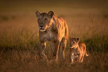 Mom lioness with cub, Xavier Ortega by 1x