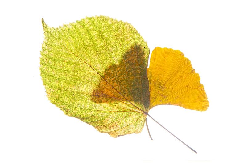 Ginkgo en Linde duo van Anjo Kan