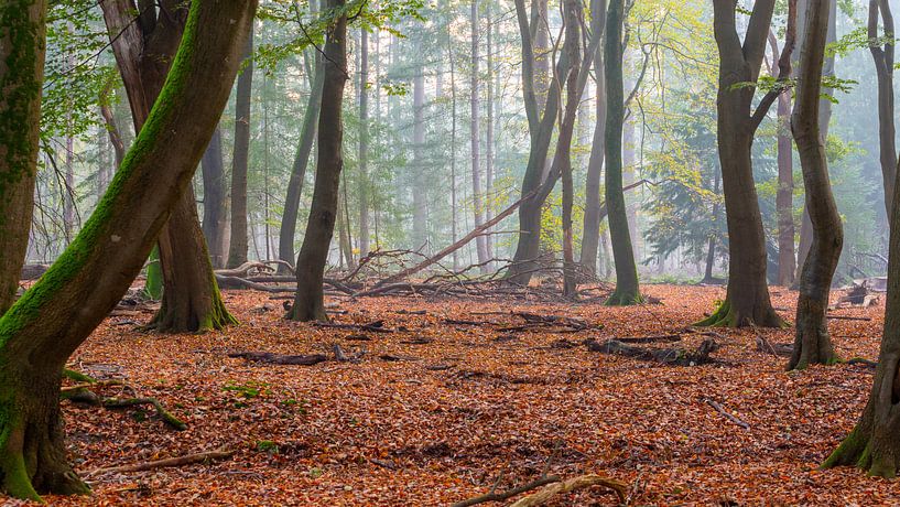 Speerwald von Evert Jan Kip