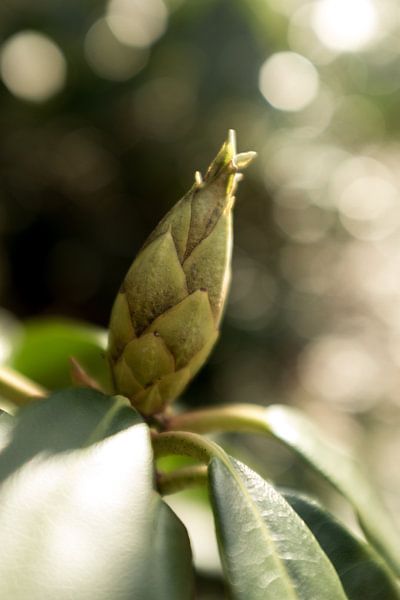 macrophoto of the rhododendron, botanical photo by Karijn | Fine art Natuur en Reis Fotografie