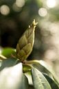 macrofoto van de rhododendron, botanische foto van Karijn | Fine art Natuur en Reis Fotografie thumbnail