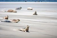 Sandbank with seals on the mudflats
