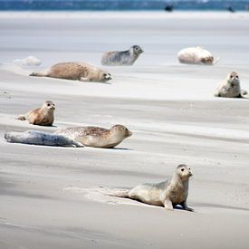 Sandbank with seals on the mudflats by Dennis Wierenga