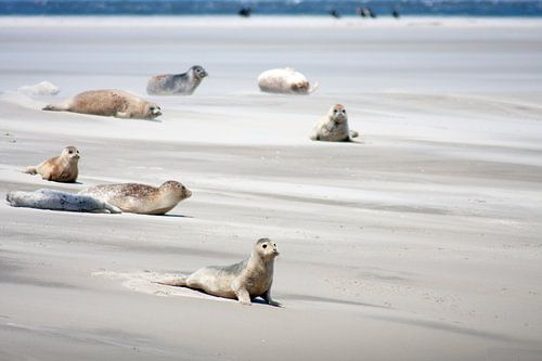 Sandbank  mit Dichtungen auf dem Watt