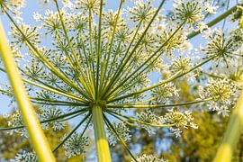 Berce du Caucase 4 sur 9 sur Adelheid Smitt