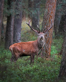 Red deer in the Veluwe