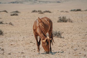 Wild paard in Garub in Namibië, Afrika van Patrick Groß