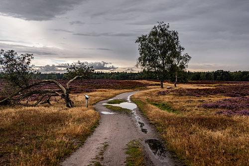 Photo panoramique horizontale de la Veluwe près de Heerde, aux Pays-Bas