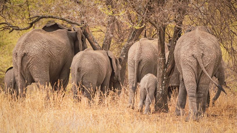 Une famille nombreuse en tournée. par Willeke van Vulpen