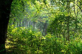 Soleil matinal et léger brouillard dans la forêt sur FotoGraaGHanneke