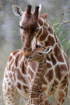 Motherly love by Edwin Butter