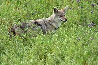 Wolf on the lookout