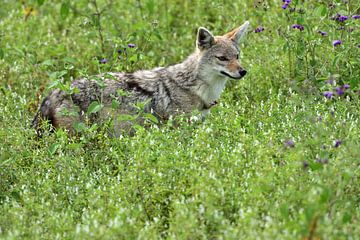 Wolf on the lookout van Menno Selles