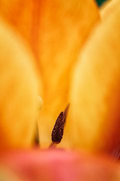 Tulip on fire van Foto A de Jong
