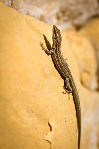 Maltesische Mauereidechse