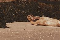 Common Seal relaxing on Scheveningen beach by Anne Zwagers thumbnail