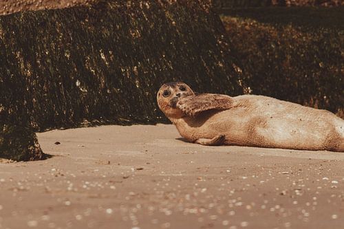 Common Seal relaxing on Scheveningen beach
