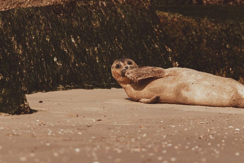 Common Seal relaxing on Scheveningen beach by Anne Zwagers