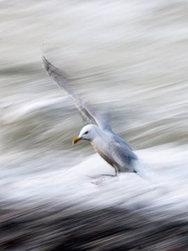 Bird@theshore van Linda Raaphorst