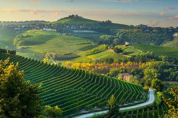 Rolling vineyard hills at sunrise in Langhe Region by Stefano Orazzini