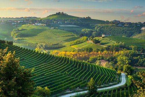 Glooiende wijngaardheuvels bij zonsopgang in de Langhe-regio