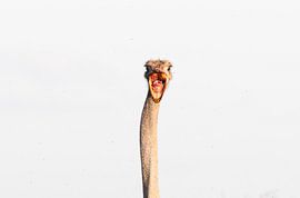 So happy... portrait of a funny ostrich by Sharing Wildlife