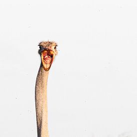 So happy... portrait of a funny ostrich by Sharing Wildlife