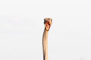 So happy... portret van een grappige struisvogel van Sharing Wildlife