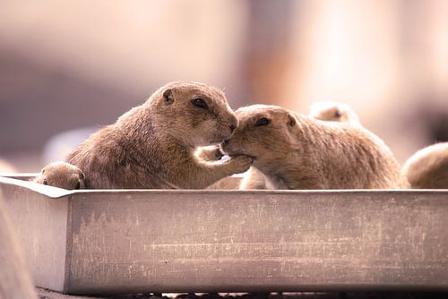 Do not fall asleep, we are at table...