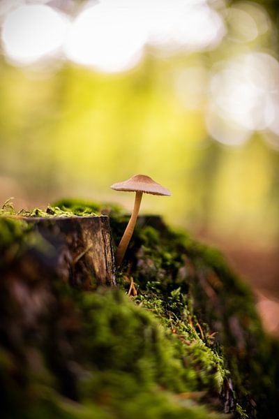 Hello World! by Anouk Peeters