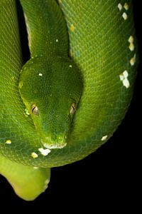 Boomslang