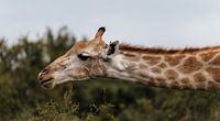 Elegant giraffe in Kruger Park - African wildlife by Ian Schepers thumbnail