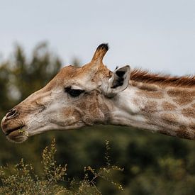 Elegant giraffe in Kruger Park - African wildlife by Ian Schepers