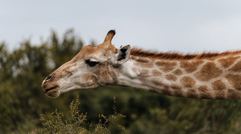 Elegant giraffe in Kruger Park - African wildlife by Ian Schepers
