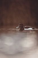 Elegance in the semi-darkness - duck in still water