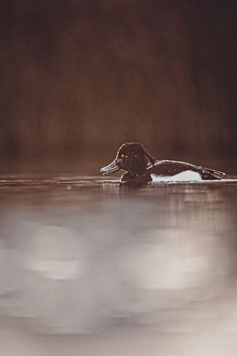 Elegantie in het halfdonker - eend in stilstaand water