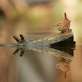 Zaunkönig auf dem Wasser mit Spiegelung von Richard Seijger
