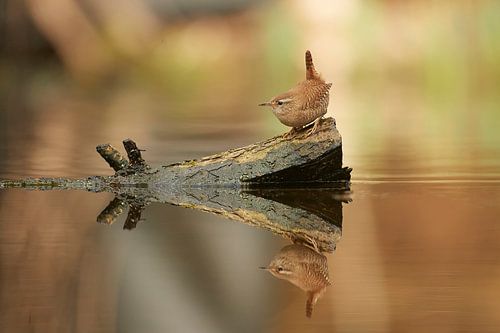 Winterkoninkje op het water met reflectie