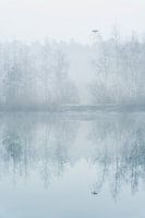 Aalscholver op een winterse ochtend aan een vijver