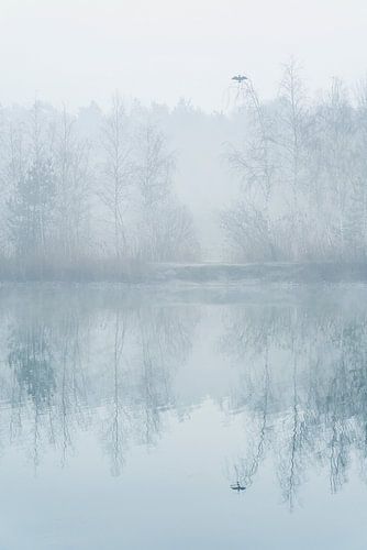 Kormoran an einem Wintermorgen an einem Teich