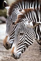 Zebra's