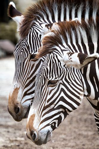 Zebras