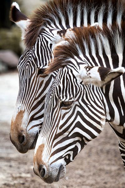 Zebra's van Victor van Dijk