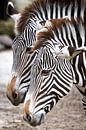 Zebra's van Victor van Dijk thumbnail