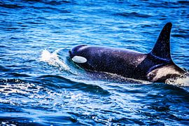 Orca in de stille oceaan