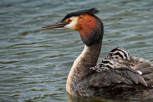 Great crested grebe swimming with two chicks on its back