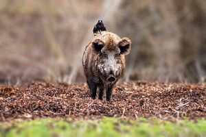 ein Wildschwein steht in einem Laubwald mit einem Raben auf dem Rücken von Mario Plechaty Photography