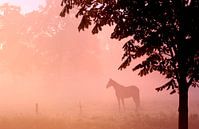 Paard in de mist van Nico Garstman thumbnail
