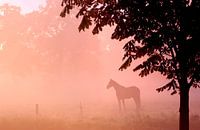 Pferd im Nebel